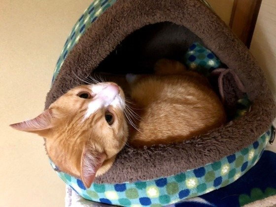 愛猫にあげるクリスマスプレゼント ランキング第1位はやっぱり ねこのきもちweb Magazine 愛猫にあげるクリスマスプレゼント ランキング第1位はやっぱり ねこのきもちweb Magazine