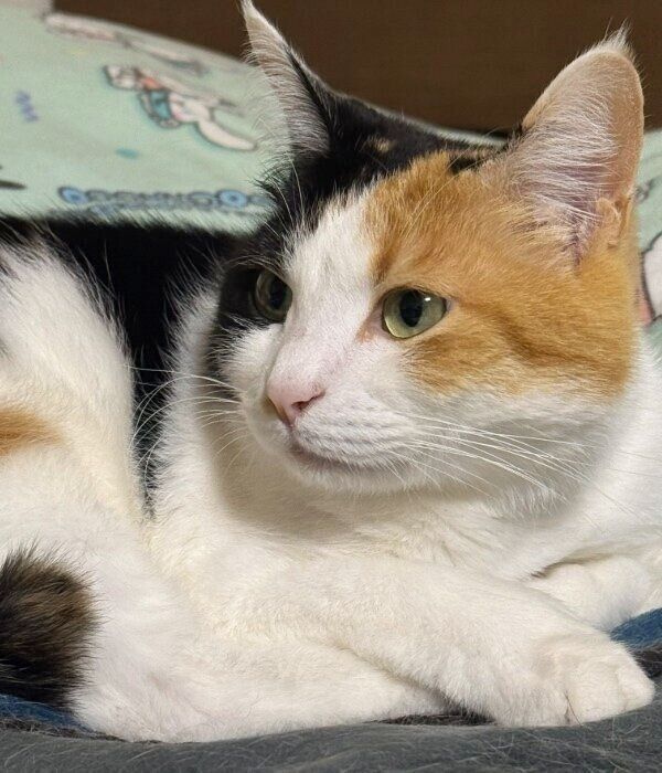 テリー今野、【三びきの猫】、希少な画集より、状態良好、新品高級額装付 ♫LDK 猫DK デラックス いちばん良いモノ大賞 31ジャンル 400