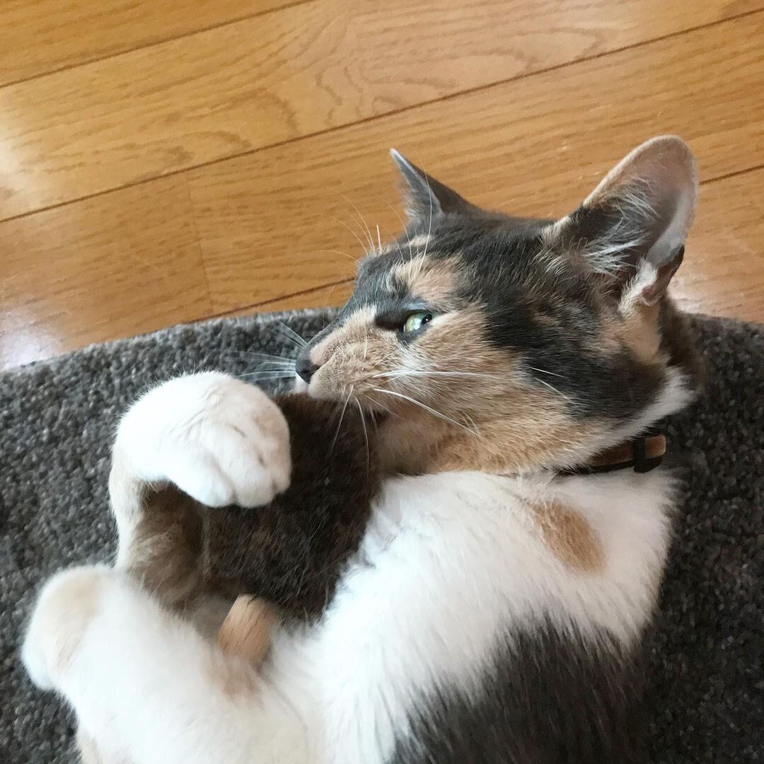 ブラシを抱えるてんちゃん