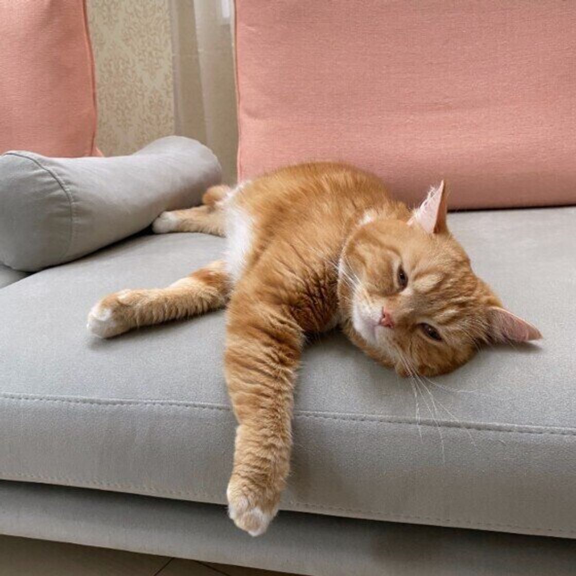 獣医師監修 猫に爪切りは必要 正しい切り方と便利なグッズ 嫌がるときの対応 ねこのきもちweb Magazine 獣医師監修 猫に爪切りは必要 正しい切り方と便利なグッズ 嫌がるときの対応 ねこのきもちweb Magazine