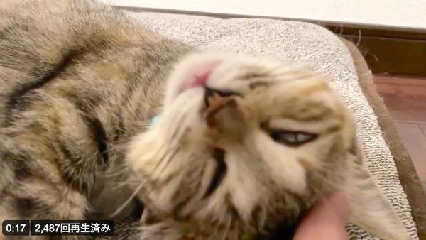 爆睡するしじみちゃん