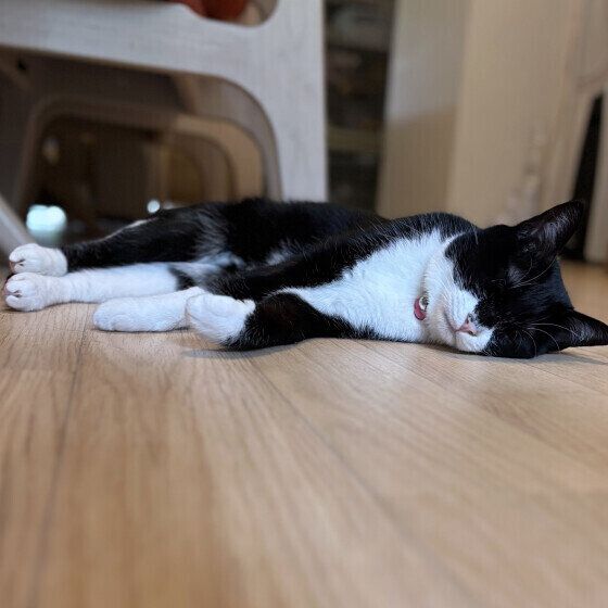 MIX　黒×白　もみじ  