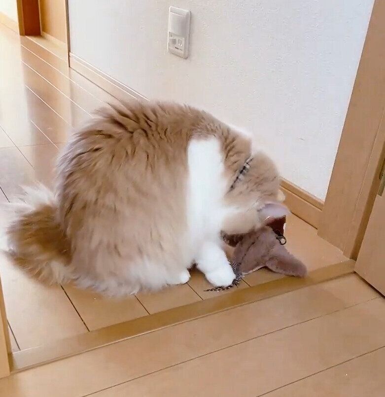 ぬいぐるみのニオイをかぐまゆちゃん