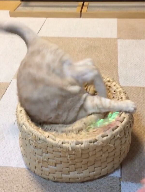 壺に頭を突っ込みながら遊ぶ、にゃーにゃくん