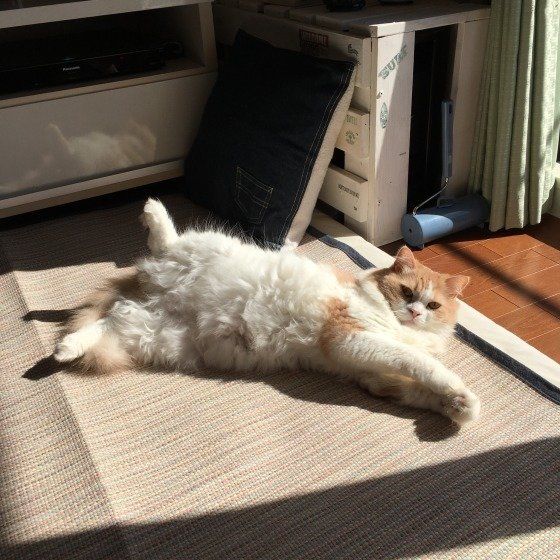 日向ぼっこするスコティッシュフォールド・ロングヘア