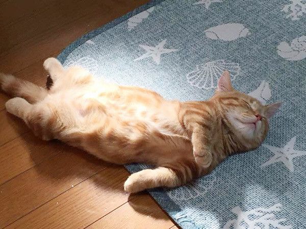 眠る猫