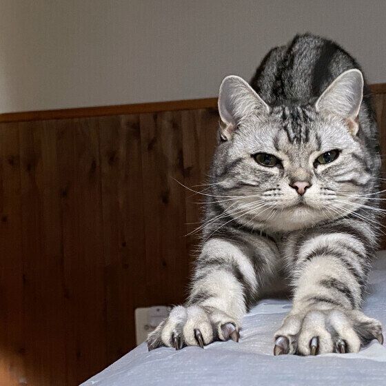 伸びをするまくりちゃん