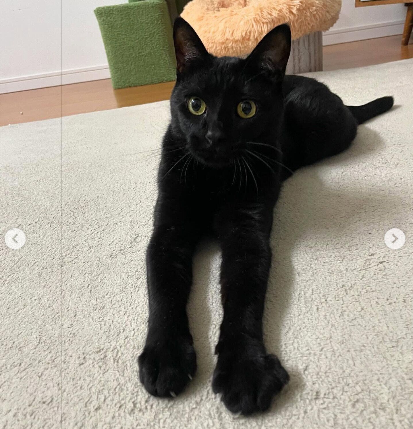 まったりするはなびくん