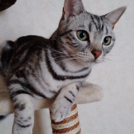 アメリカンショートヘアのボストンちゃん