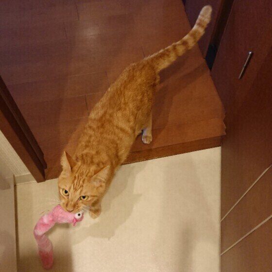 おもちゃを持ってくる茶トラ猫