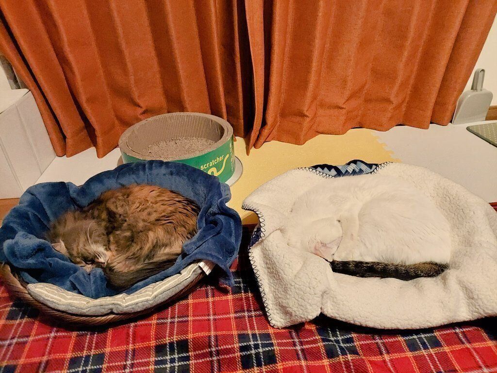 仲良く眠る豆大福くん、みかん姐さん