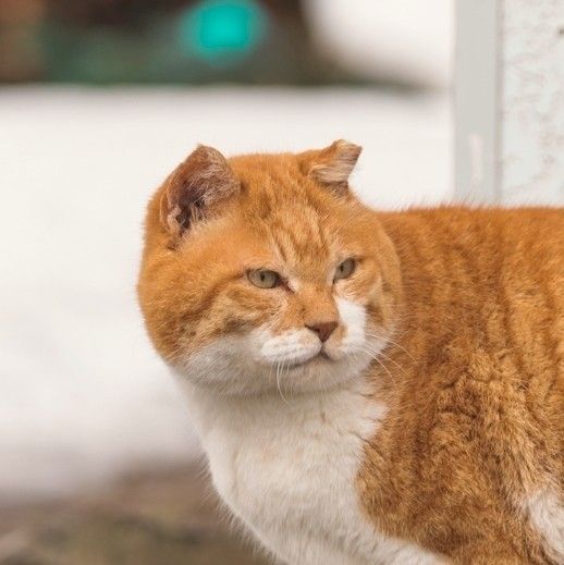 凍傷で耳が欠けた、島のノラ猫。「このときは、ＴＮＲした猫の暮らしの質まで配慮できず、課題が残りました」（石郷岡さん）（撮影／石原さくら）