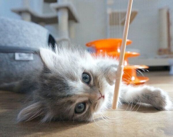 寝転がるモモちゃん