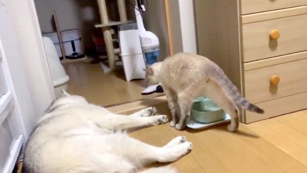 寝ているゆきちゃんの横を通るしゃちちゃん