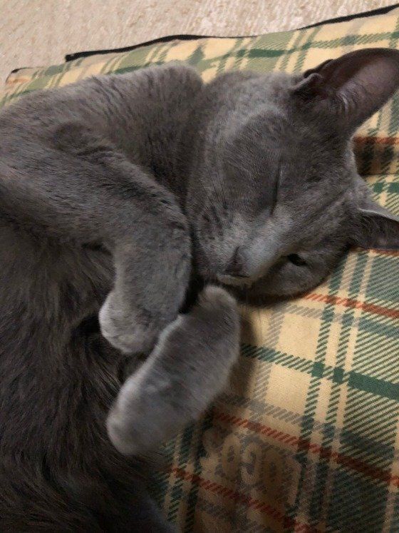 睡眠中、ロシアンブルーのあずき