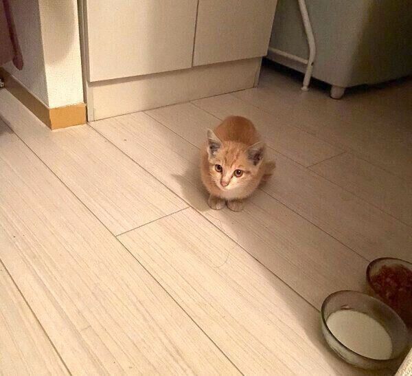 保護当時のハマグリちゃん