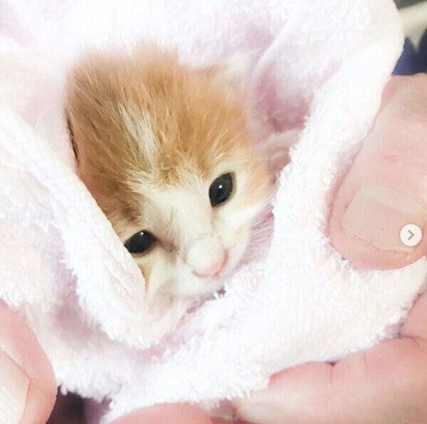 子猫時代ののぶおちゃん