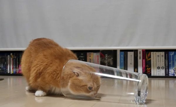 足が短くて飼い主さんに助けを求めるマンチカン