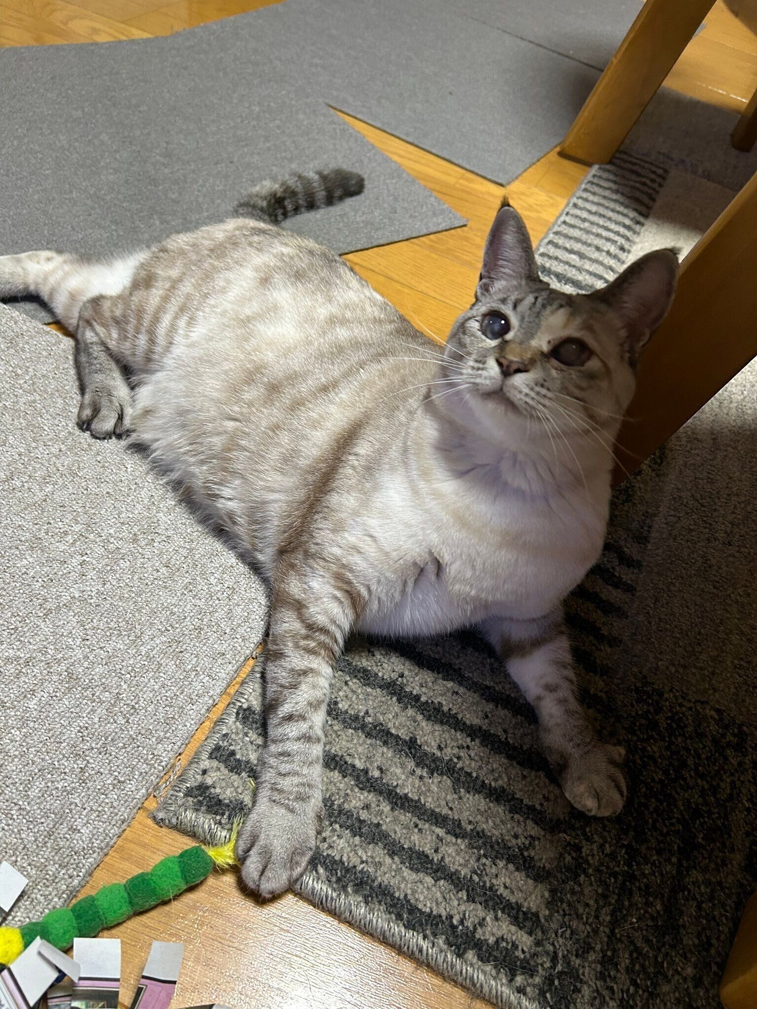 飼い主を見上げる猫