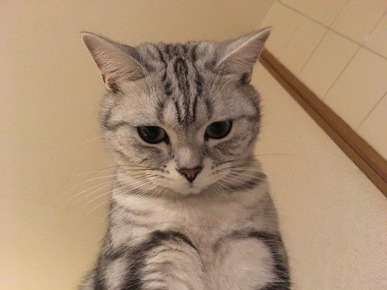 見つめるアメリカンショートヘア