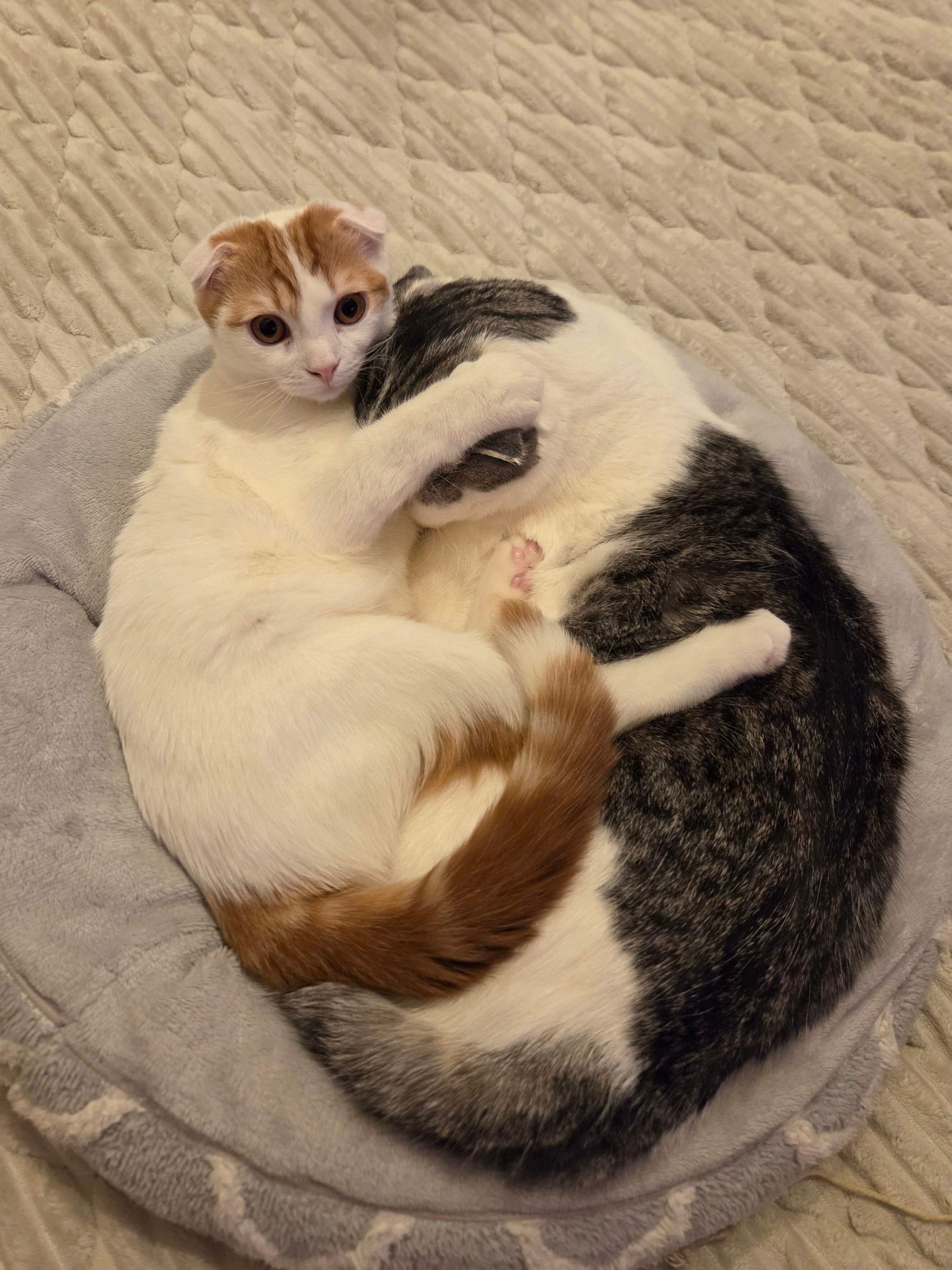 2匹のスコティッシュフォールド