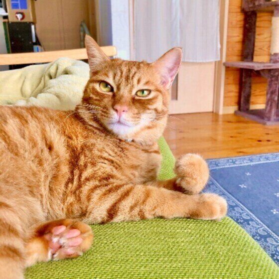 Mix（茶トラ）のまるくん♪