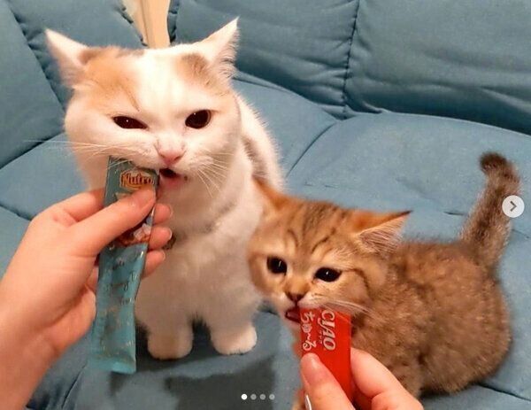 おやつを食べるにぼしちゃん、しらすちゃん