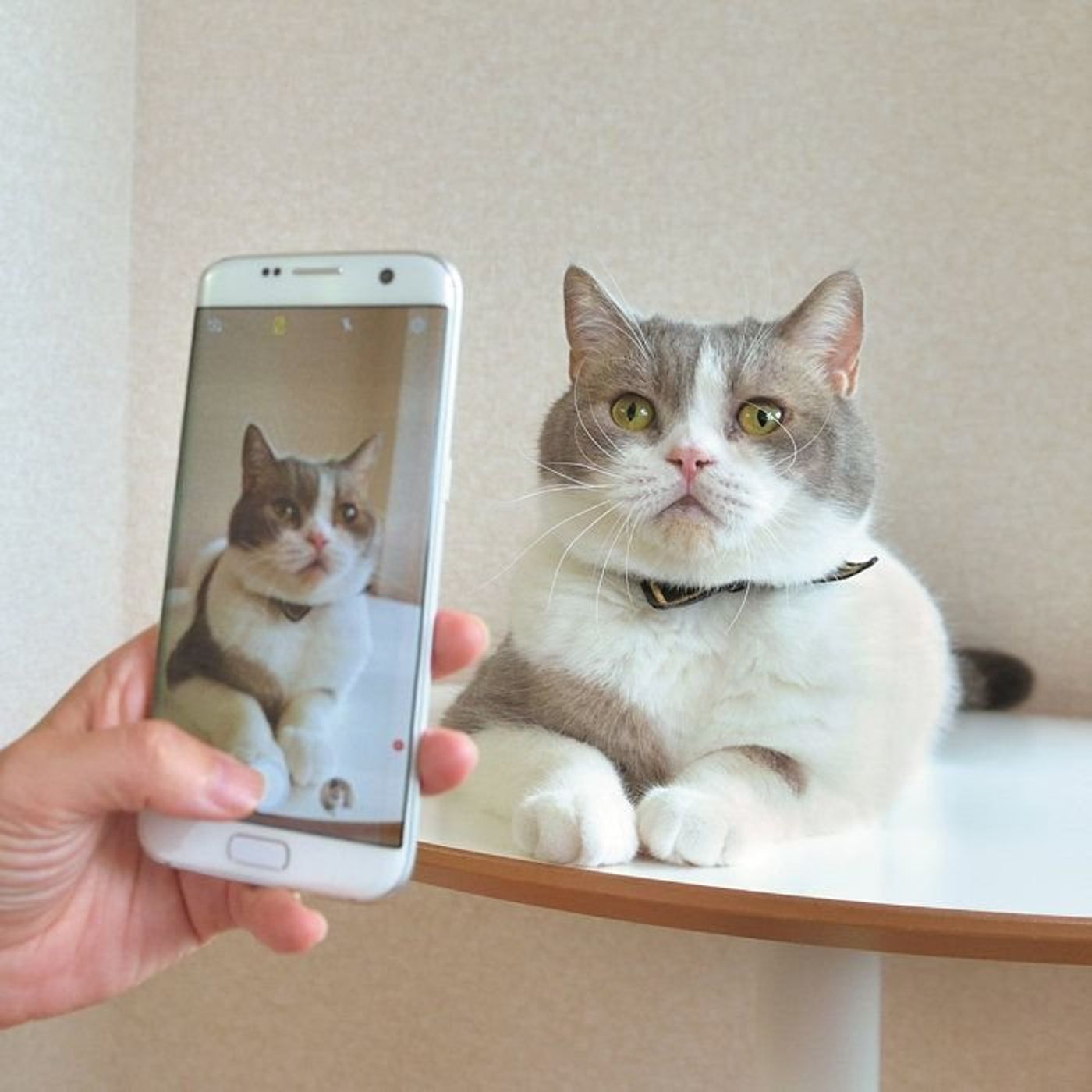 プロに聞く 見たまんまの猫のかわいさをスマホで撮る方法 ねこのきもちweb Magazine プロに聞く 見たまんまの猫のかわいさをスマホで撮る方法 ねこのきもちweb Magazine