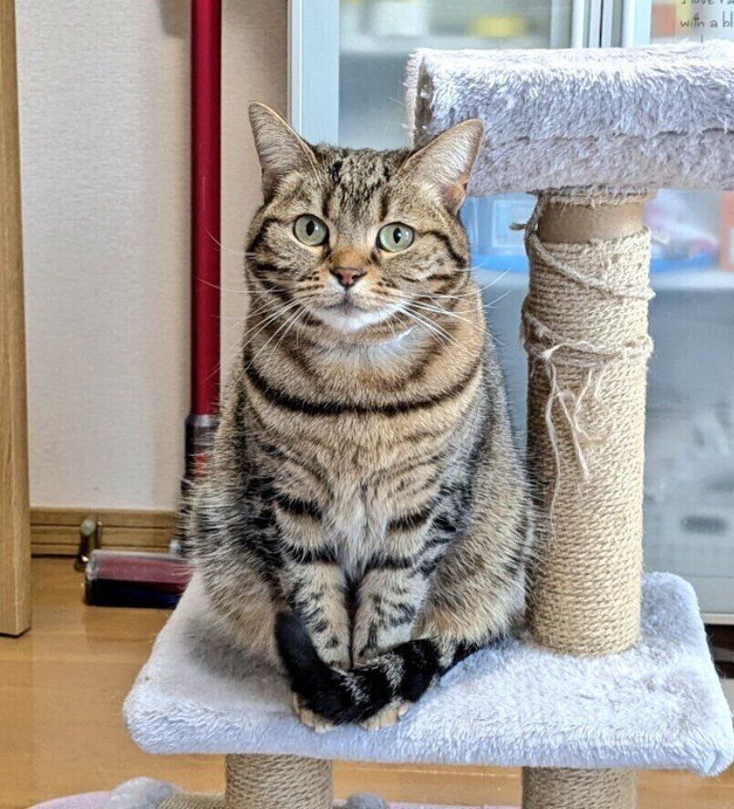 キャットタワーに座るアメリカンショートヘア
