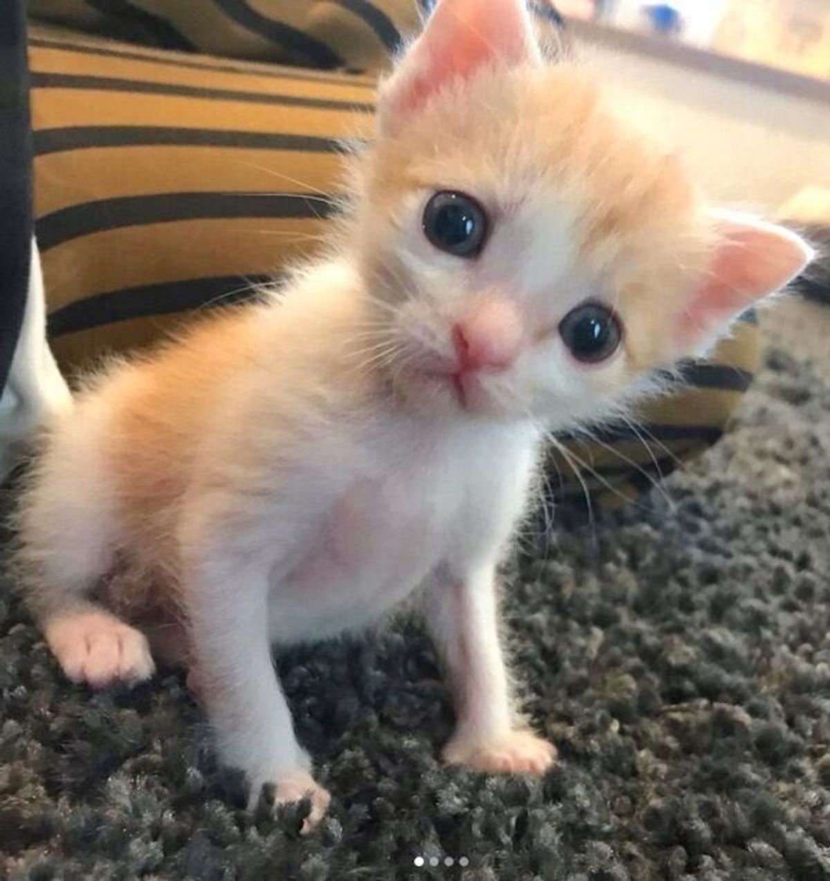 この命を守らなきゃ へその緒がついた子猫を保護し 手探りの育児の日々 成長した今の姿に感動 ねこのきもちweb Magazine この命を守らなきゃ へその緒がついた子猫を保護し 手探りの育児の日々 成長した今の姿に感動 ねこのきもちweb Magazine