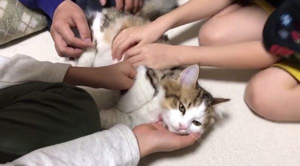 エアふみふみする猫