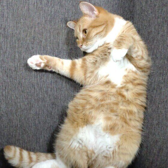 マンチカンのたまもちゃん♪