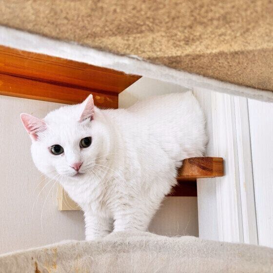 MIX　白の光彩くん