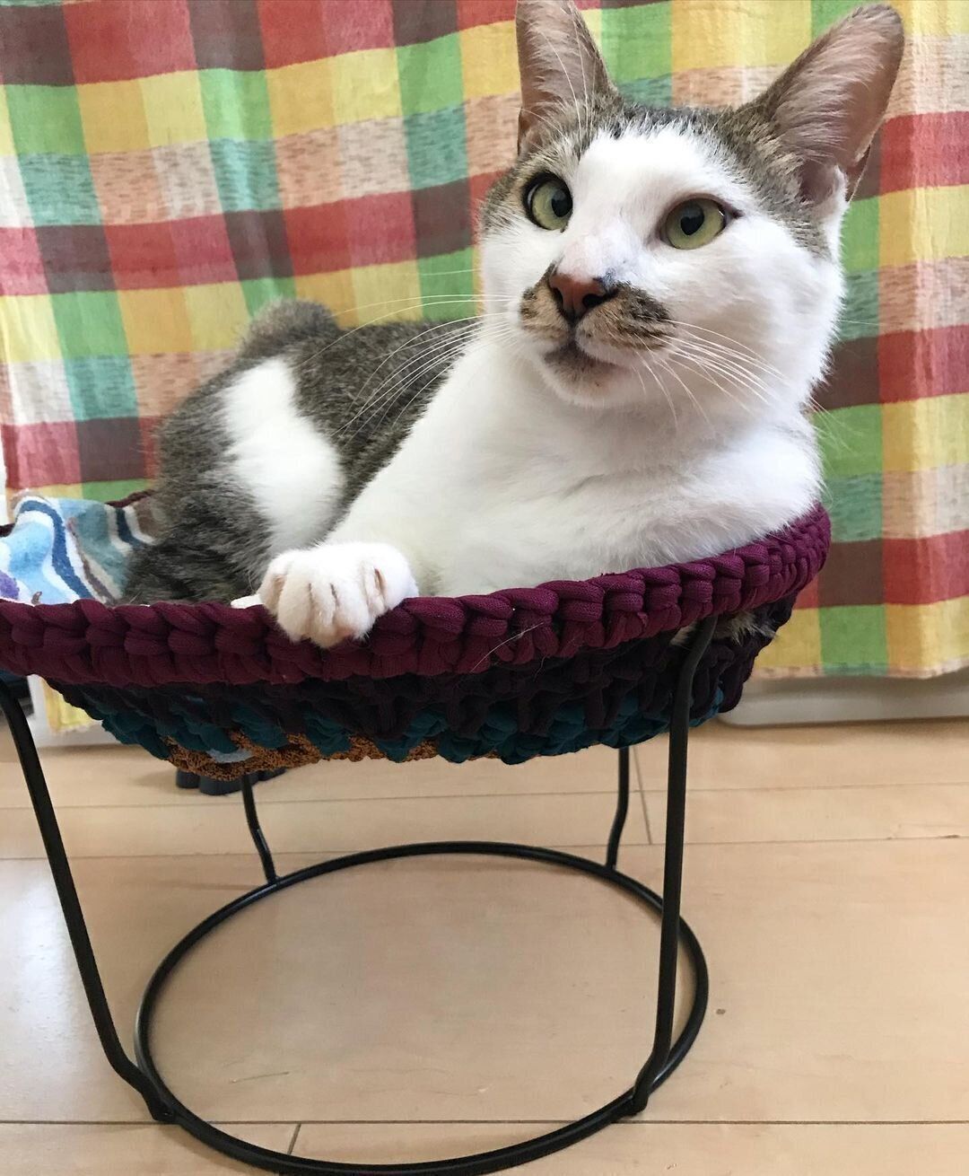 にゃんモックに乗るナルちゃん