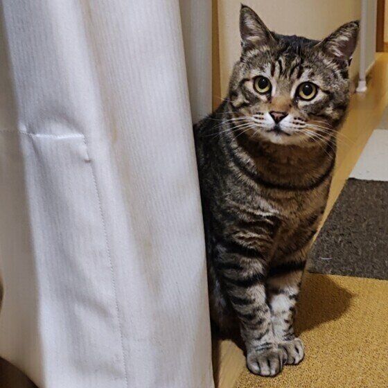 カーテンに隠れるキジトラ猫