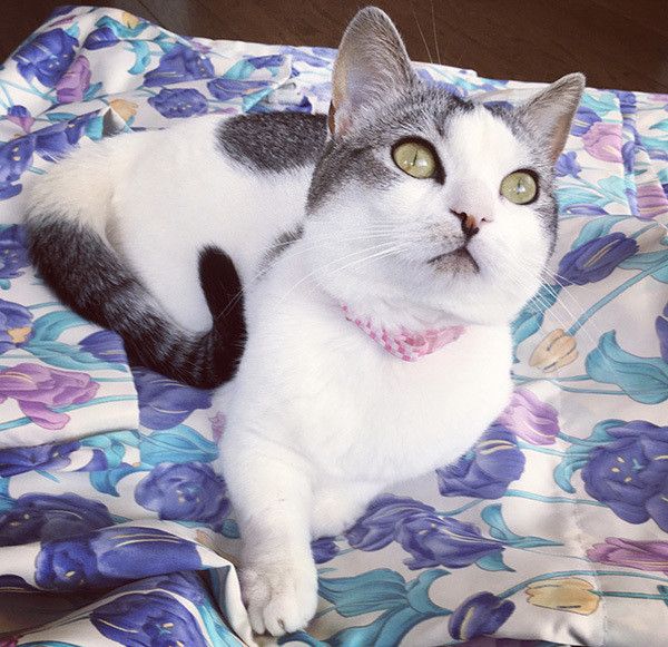 見上げるマンチカン