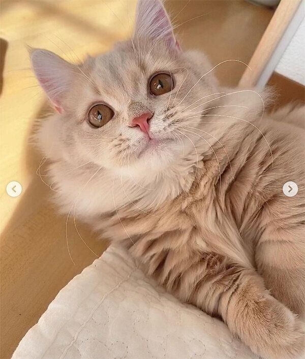 見つめるにこちゃん