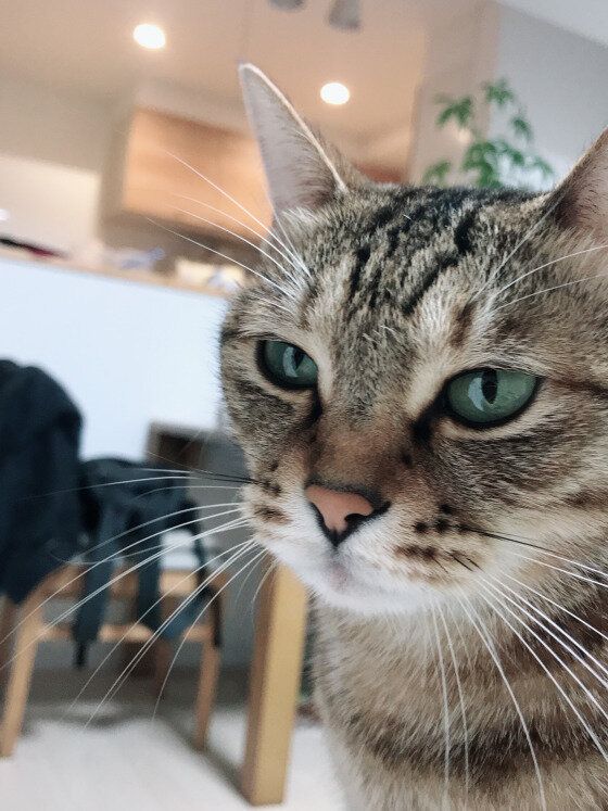 かわいいキジトラ