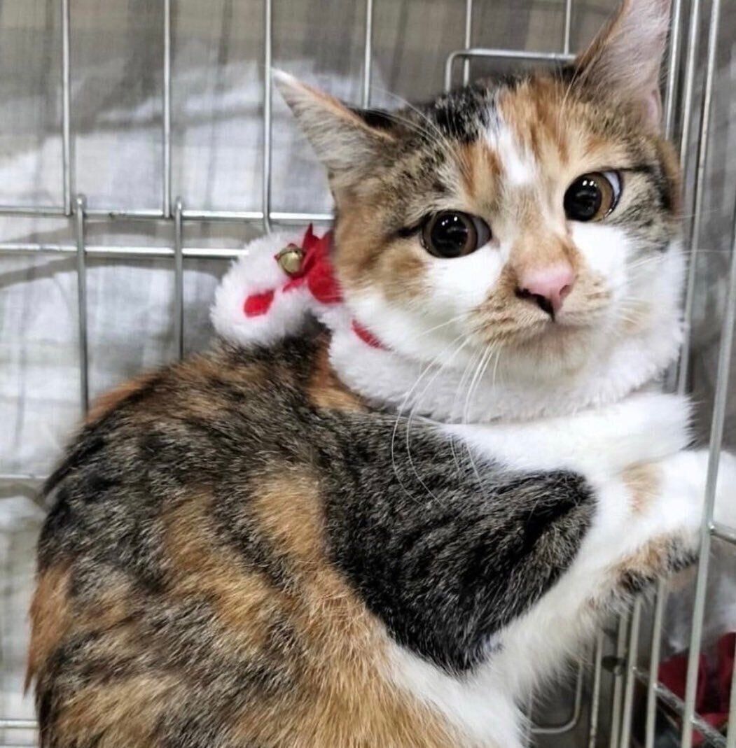 お迎え当時のみちょちゃん