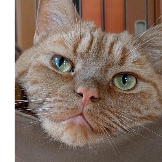 どアップもかわいいアメショの龍太君