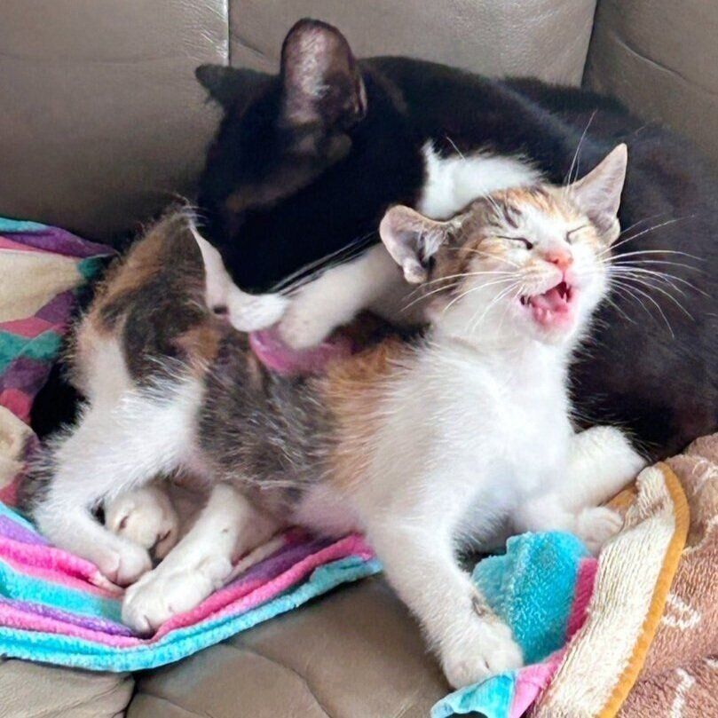 毛づくろいをされるチッチちゃん