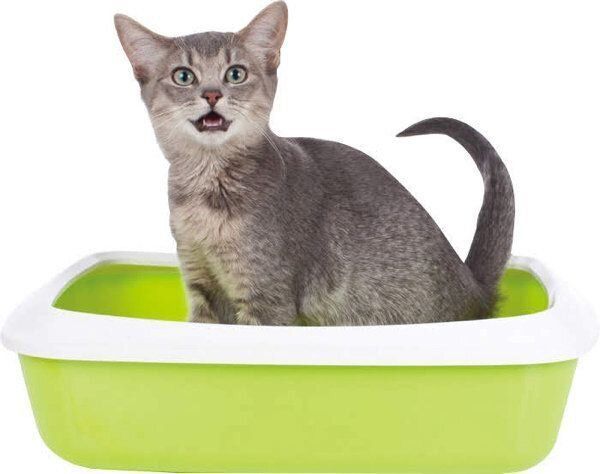 トイレをする猫