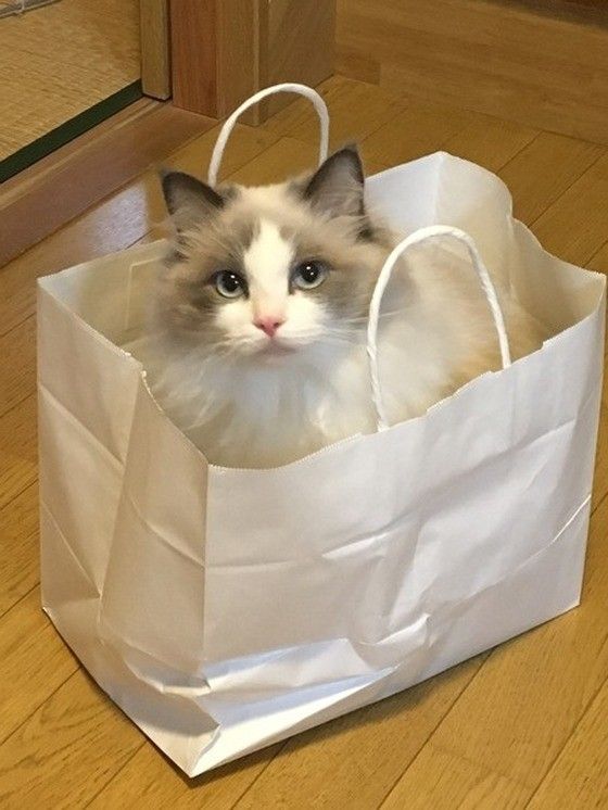 紙袋に入っているラグドール