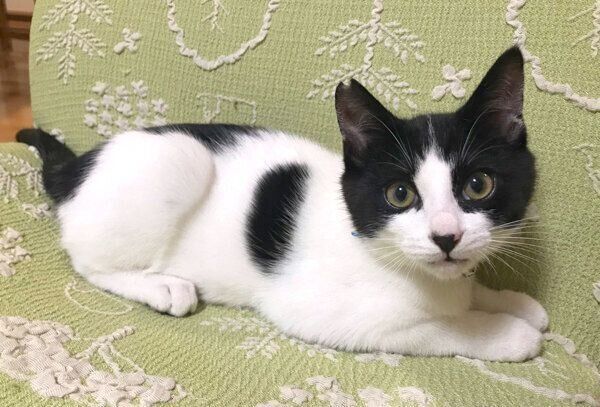 見つめるオズくん