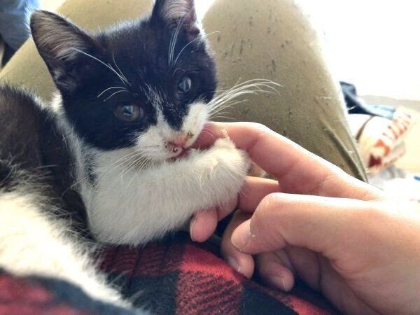 甘えるぼに助ちゃん