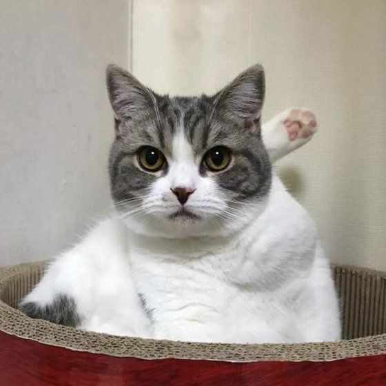 見つめるスコティッシュフォールド