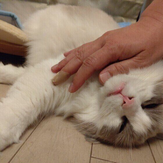 撫でられるラグドールの男の子