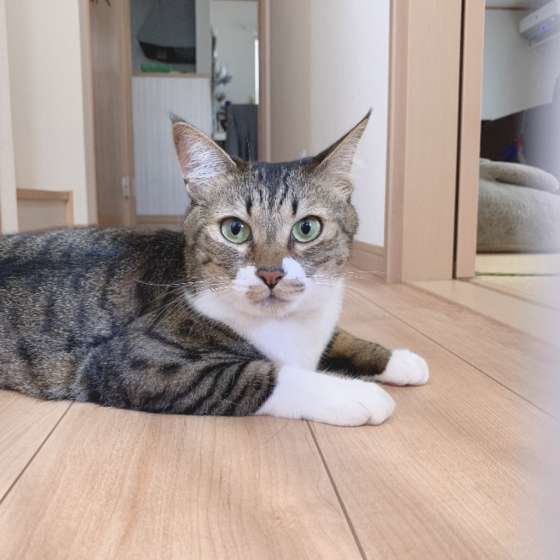 フローリングの上にいる MIXキジトラのテトちゃん
