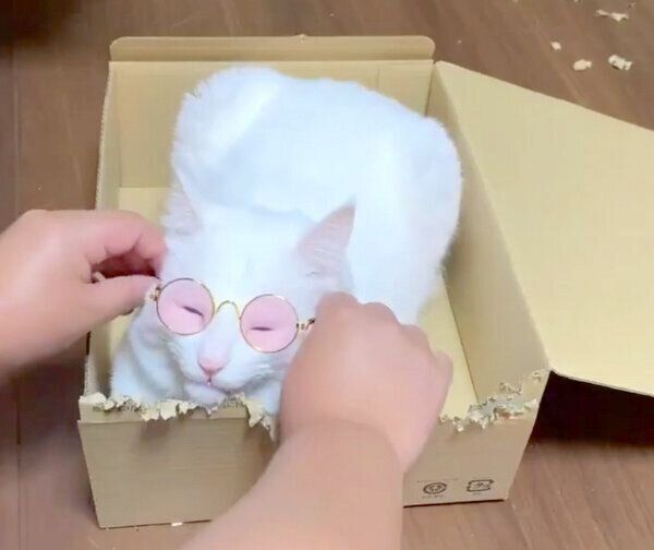 サングラスをかけるハク様