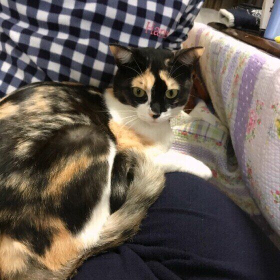 ひざの上にのるミケ猫